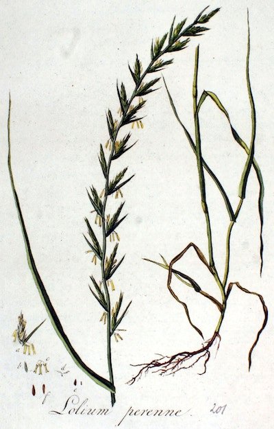 JeanMarcBECHE's tweet image. Jour républicain de L&apos;IVRAIE (mauvaise herbe souvent - improprement - assimilée à du chiendent 🤫) ce 4 thermidor de la 233ème année du calendrier révolutionnaire et aussi... 22 juillet de 2025 après JC 🏛🗓🇨🇵🌵🤓