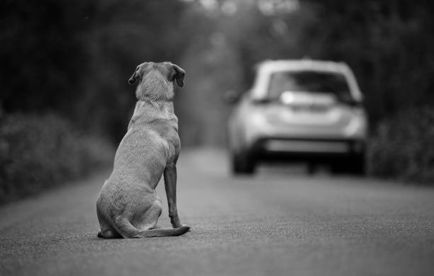 policialocalvlc's tweet image. 🏖️ Las vacaciones no son una excusa.
🐶 Abandonar a un animal no es solo un #delito , es también un acto cruel.
Ellos dependen de ti todo el año, no solo cuando te conviene.
#NoAlAbandono #ResponsabilidadAnimal