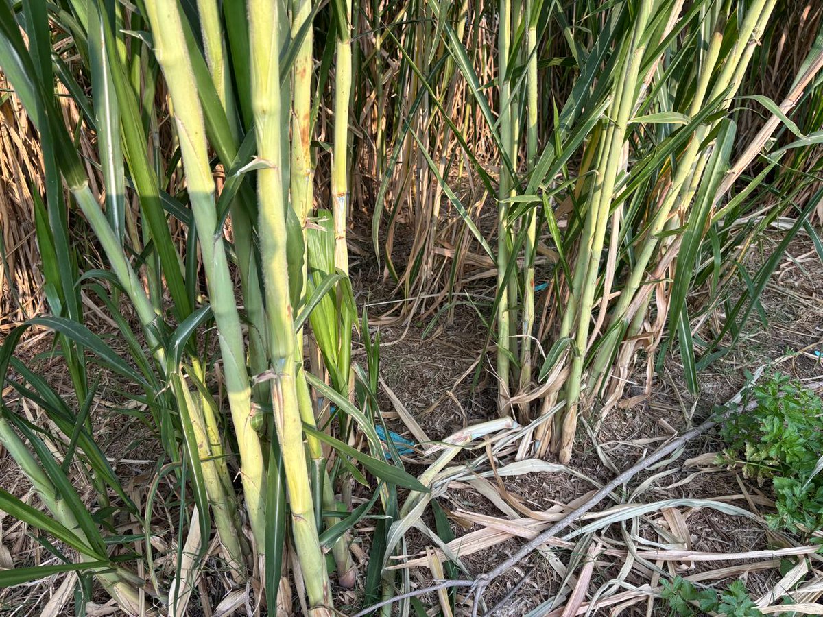 JuncaoGrass's tweet image. Is this sugarcane? No. This is Chinese magic #Juncao grass that is set to solve #fodder shortage in the country. The tall, juicy and thick stems contain more sucrose, which is good for fermentation, thus requiring no molasses addition in silage making.
State House Eldoret