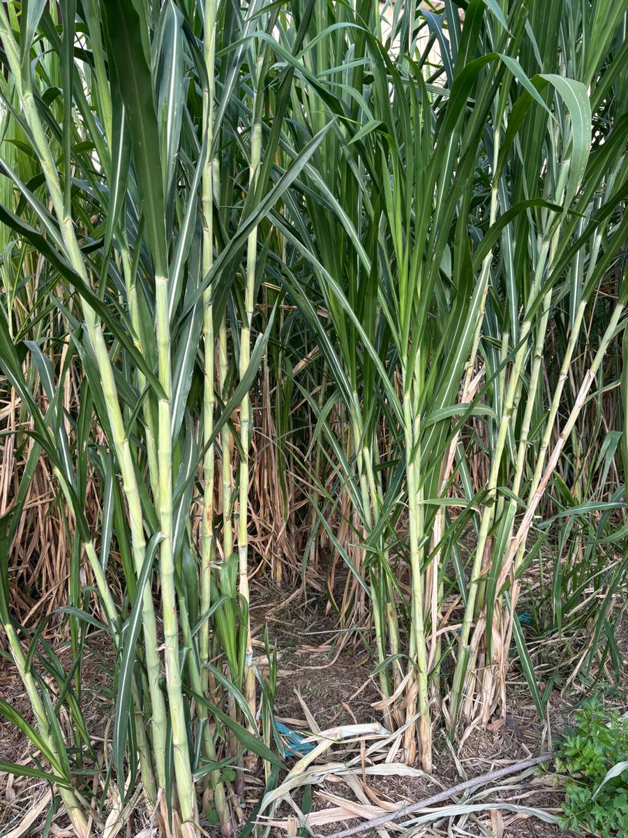 JuncaoGrass's tweet image. Is this sugarcane? No. This is Chinese magic #Juncao grass that is set to solve #fodder shortage in the country. The tall, juicy and thick stems contain more sucrose, which is good for fermentation, thus requiring no molasses addition in silage making.
State House Eldoret