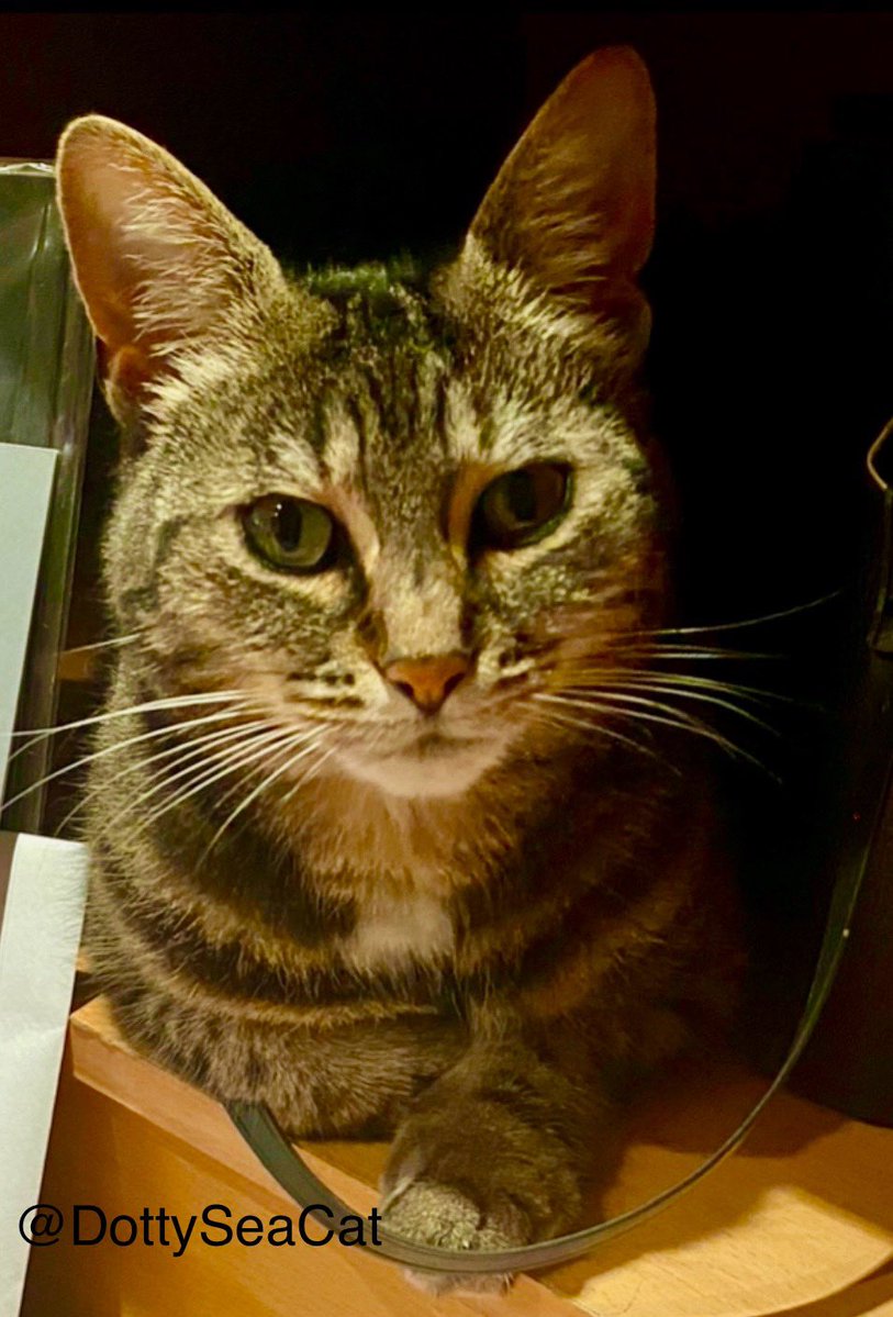 #TabbyTuesday My ‘we need to talk about why my second breakfast was late’ face. #cats #CatsOfTwitter