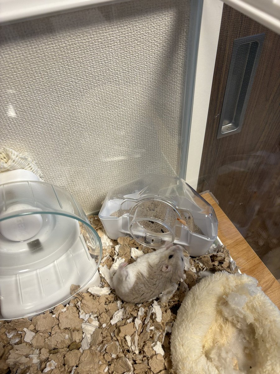 Pch___10's tweet image. むぎはまた転けてる🥹