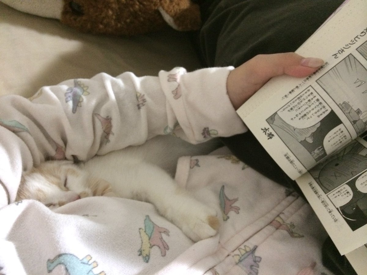 ト、トレンド入りしている…！
ホイちゃんの10歳をこんなに祝っていただけるだなんて嬉しいです！
10年間もの間うちの子自慢に付き合っていただき、ありがとうございます。
今週みなさんにいいことありますよ〜に🧚‍♀️💫