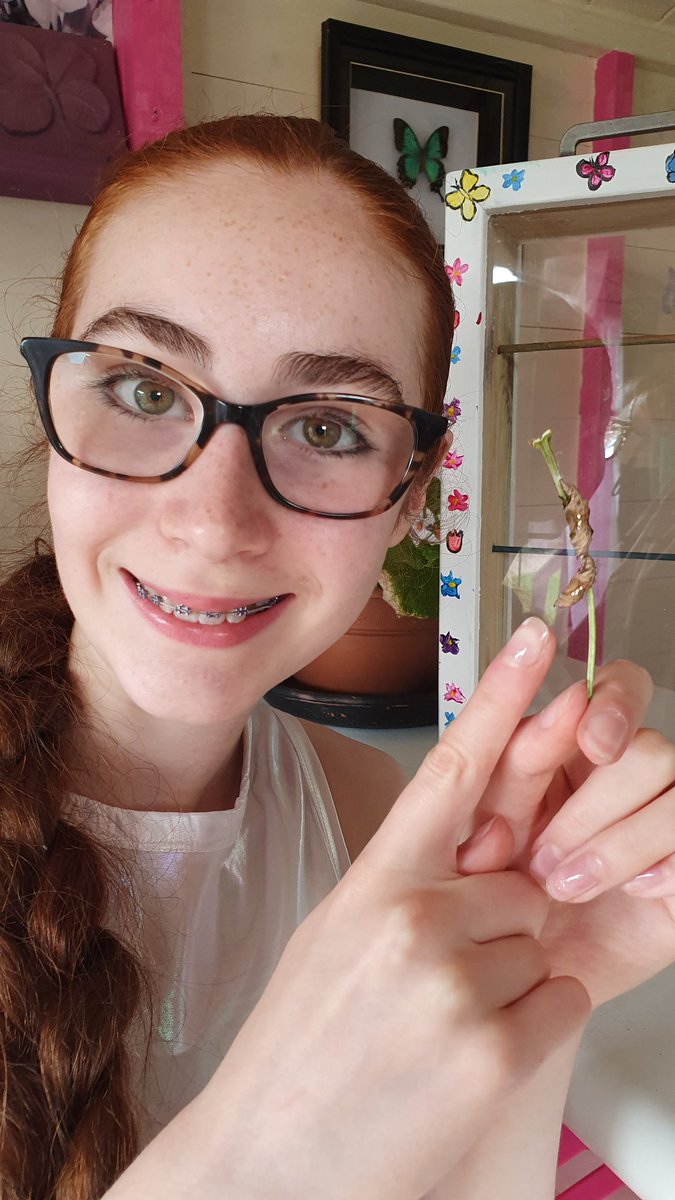 X 2 Comma Butterfly caterpillars have made their chrysalis close together on the same stick 
💜🦋🦋💜
#Lepidopterist #butterflies #learn