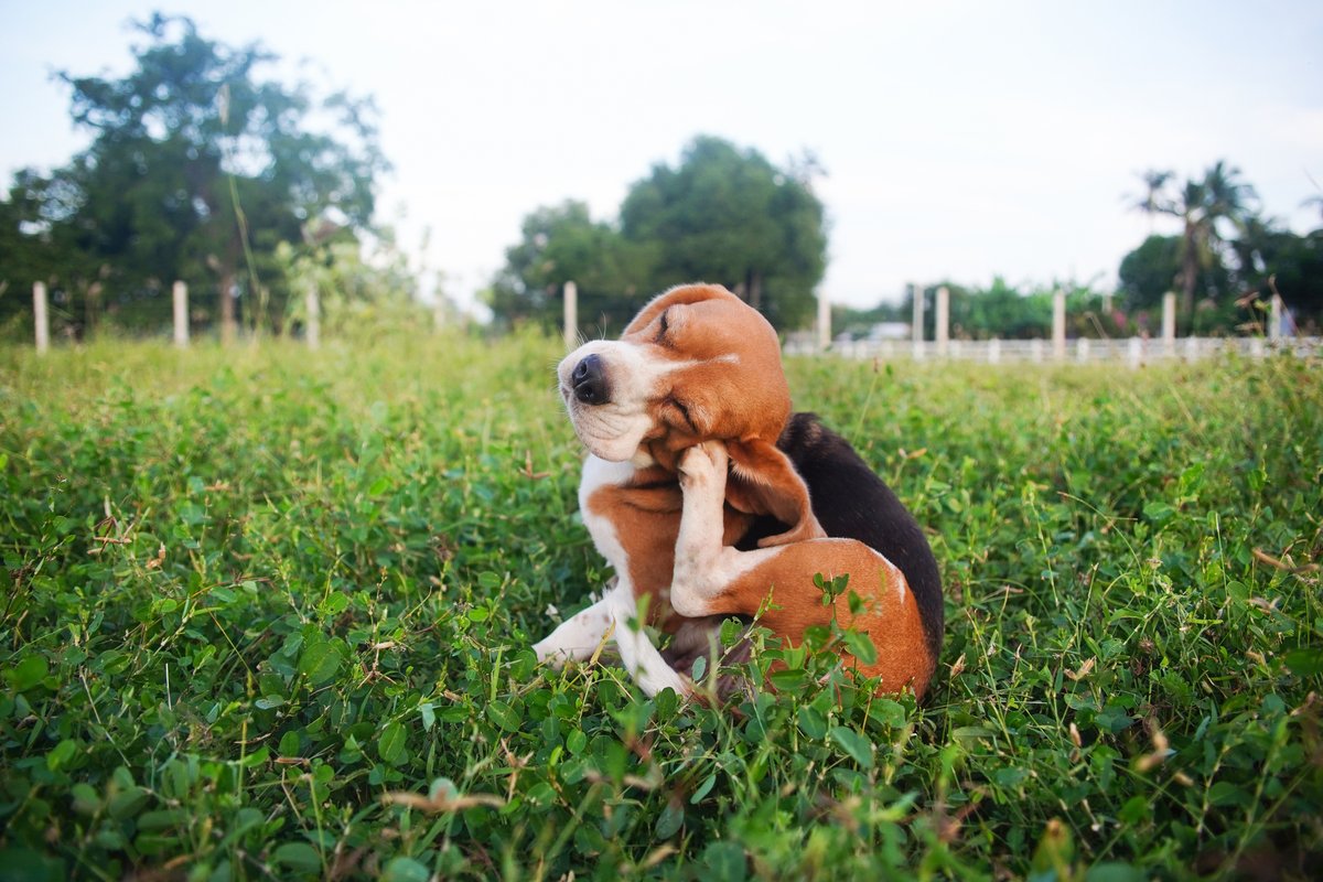UniOfSurrey's tweet image. Does your dog get extra itchy as pollen levels rise? Learn how to spot seasonal allergy symptoms in dogs and how to manage them effectively.
🔗surrey.ac.uk/news/expert-co…
#dogallergies #petallergies #seasonalallergies #veterinarycare #pethealth