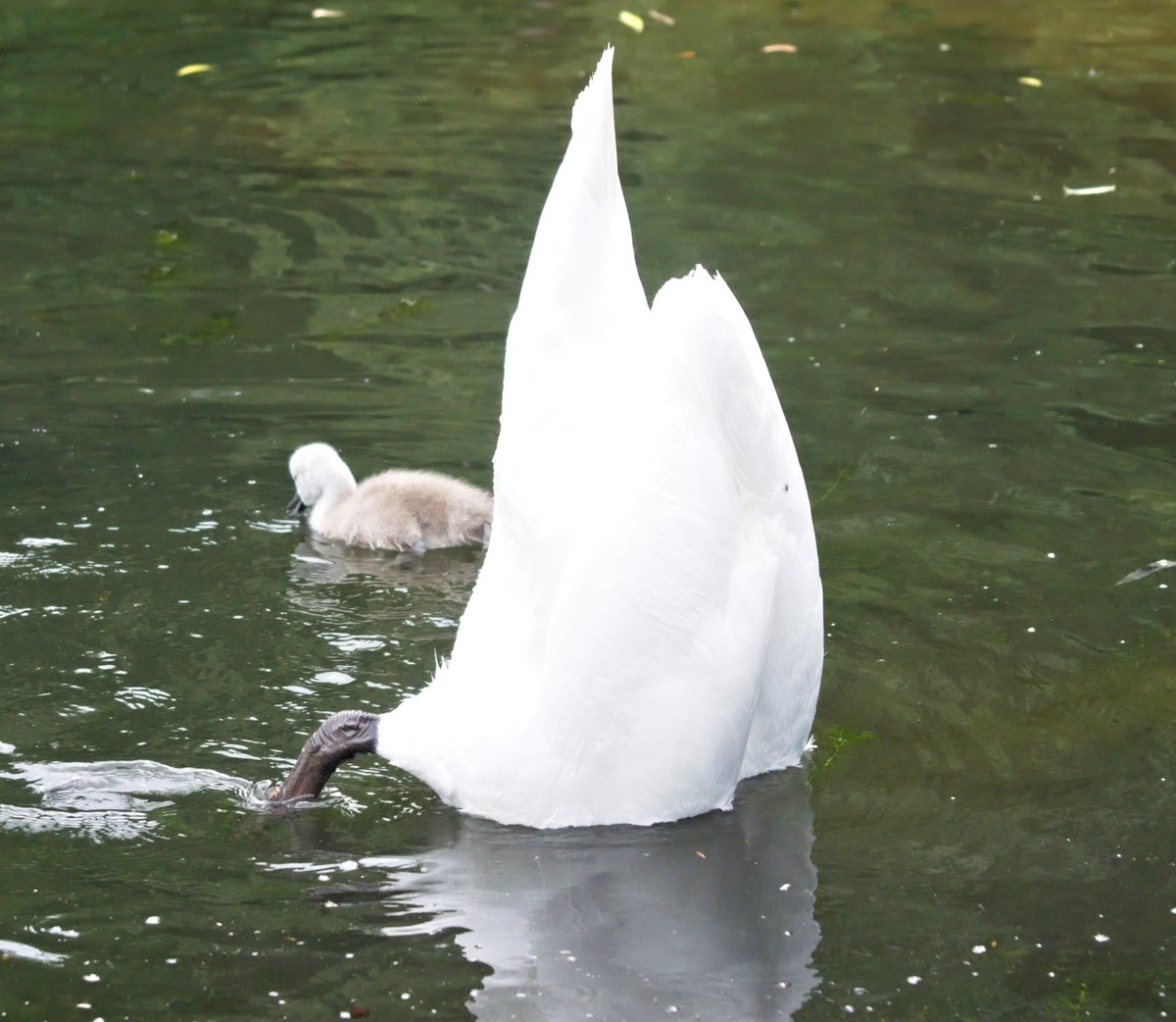 LefterisJP's tweet image. Good morning 🌦️
Wish you all a beautiful day today with a 📸 of a mute swan mom trying to find its other cygnet 🤣
🇩🇪 Höckerschwan | 🇵🇱 Łabędź niemy | 🇬🇷 Κοινός Κύκνος | 🇺🇦 Ле́бідь-шипу́н