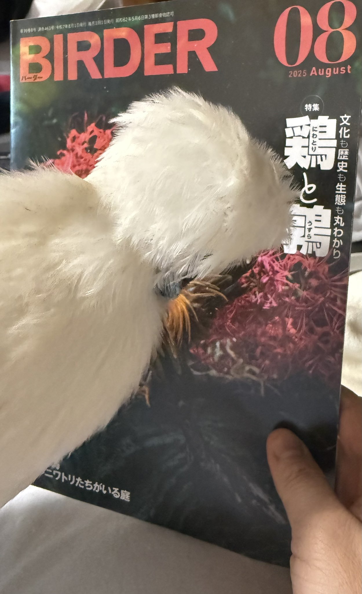 虎の鳥居ちゃんさん専用 いなば CIAO ちゅ～る とりささみ チキンミックスバラエティ