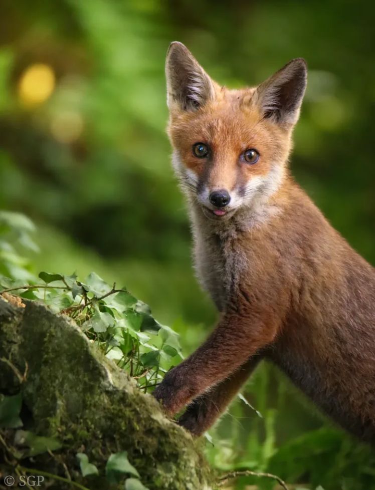 ChrisGPackham's tweet image. A beauty , captured by @seangphoto_wildlife for your #FoxOfTheDay today !