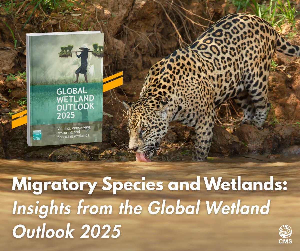 Wetlands are disappearing and with them, vital lifelines for migratory species. 🪿

The <a href="/RamsarConv/">Convention on Wetlands</a>'s newly released #GlobalWetlandOutlook2025 reveals a sobering reality: we could lose 1 in 5 wetlands by 2050 unless urgent action is taken. From jaguars in the Pantanal to millions