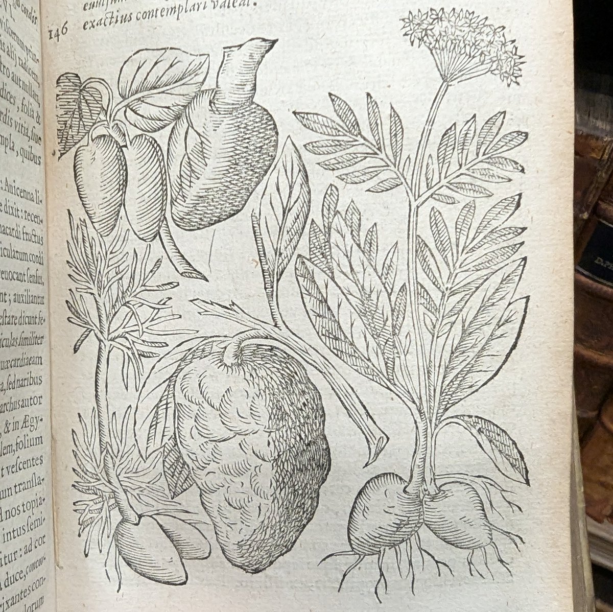 This herbal illustrates the Doctrine of Signatures. This is the idea that plants which resemble particular parts of the body can be used to treat that body part. So plants which resemble eyes (like eyebright) treat problems with the eyes, toothwort cured toothaches and so on.