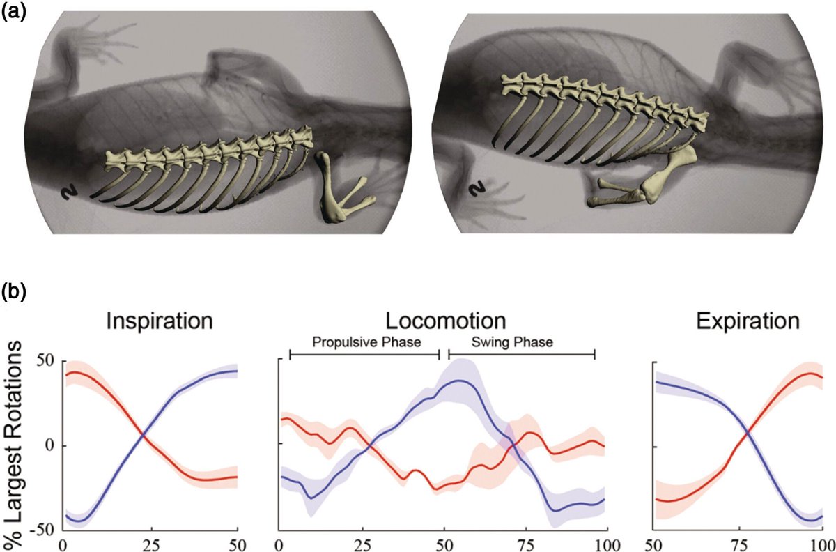 AnatRecord's tweet image. New hypothesis suggests costal breathing in amniotes evolved gradually as buccal pumping waned—driven by shifts in terrestrial feeding. A fresh take on how early amniotes learned to breathe.
Elizabeth Brainerd: anatomypubs.onlinelibrary.wiley.com/doi/10.1002/ar…