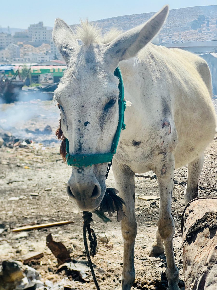safehaven4donks's tweet image. 🚑 Our mobile clinics treat donkeys, mules, and horses in urgent need. Your support funds life-saving care. Donate today and make a difference! 🙏 Thank you! 🧡👏 safehavenfordonkeys.beaconforms.com/form/07e3d1dem…