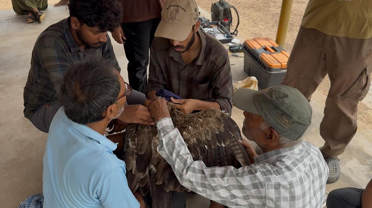 wii_india's tweet image. A Tawny Eagle was successfully tagged in Desert National Park, Jaisalmer, as part of a WII's Raptor Ecology research in the Thar Desert (@varun_kher @SutirthaDutta82).
@moefcc @ForestRajasthan @orijeet @GobindsagarBha1 @BustardProgram @wii_india @SACONCoimbatore
