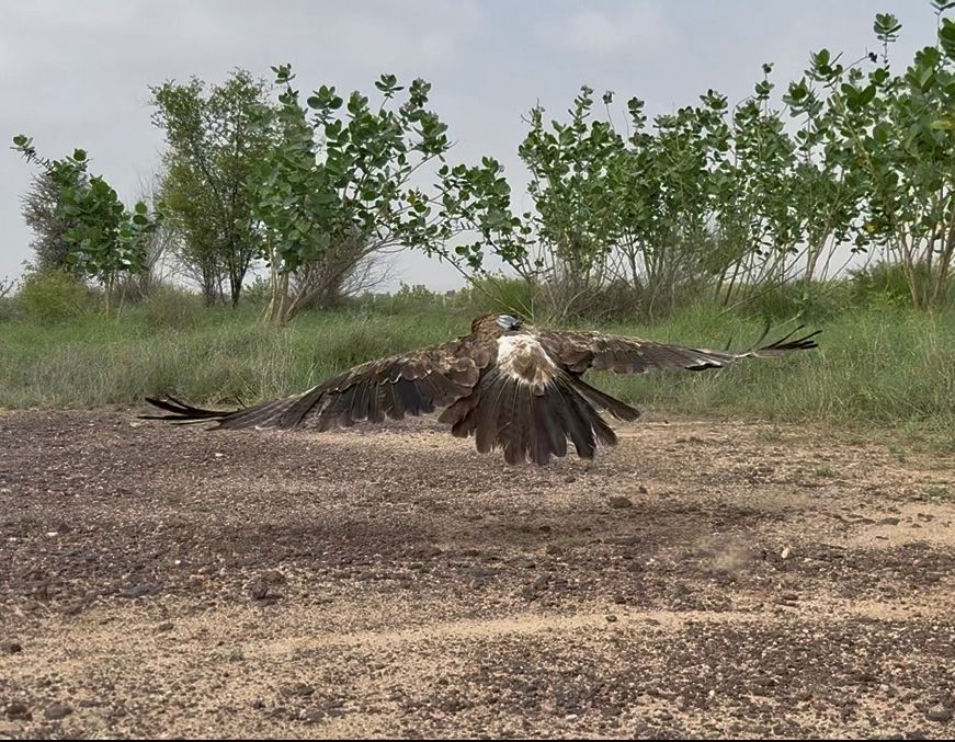 wii_india's tweet image. A Tawny Eagle was successfully tagged in Desert National Park, Jaisalmer, as part of a WII's Raptor Ecology research in the Thar Desert (@varun_kher @SutirthaDutta82).
@moefcc @ForestRajasthan @orijeet @GobindsagarBha1 @BustardProgram @wii_india @SACONCoimbatore