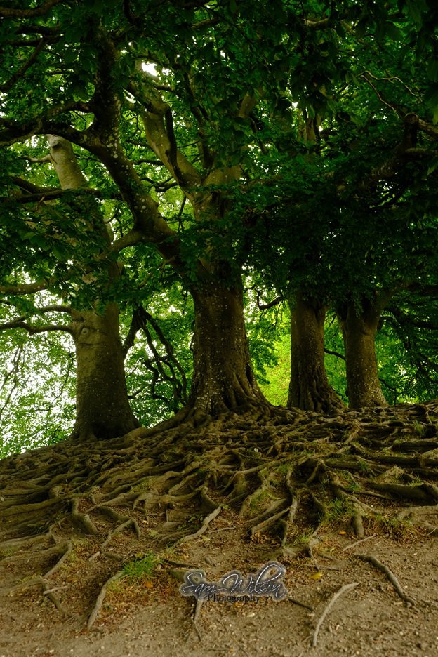 SamWlandscapes's tweet image. Under the trees at Avebury last week #ThickTrunkTuesday #treelove