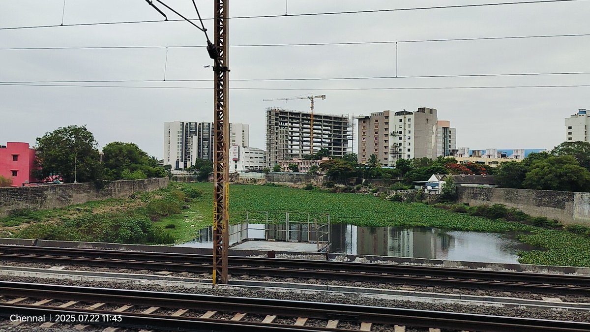 dayatiger197312's tweet image. Chennai #RiverRestoration is it really progressing 
#WaterHyacinth engulfing #AdyarRiver 
Until Sewage #Deflection is properly implemented we can&apos;t save the #DYING RIVERS in front of our eyes.
Visit #ChitlapakkamLake  Sewage DEFLECTION saved LAKE from Pollution and WaterHyacinth