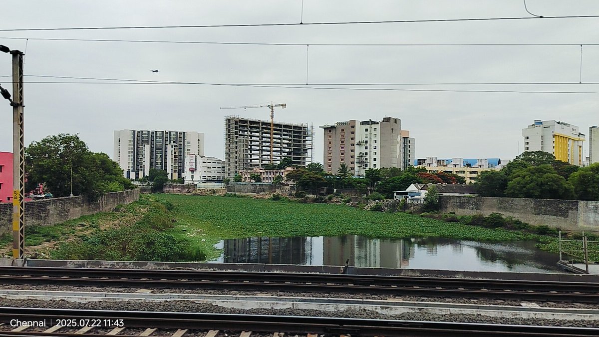 dayatiger197312's tweet image. Chennai #RiverRestoration is it really progressing 
#WaterHyacinth engulfing #AdyarRiver 
Until Sewage #Deflection is properly implemented we can&apos;t save the #DYING RIVERS in front of our eyes.
Visit #ChitlapakkamLake  Sewage DEFLECTION saved LAKE from Pollution and WaterHyacinth
