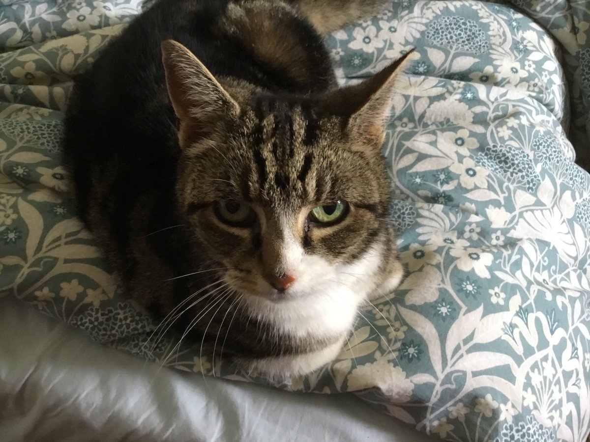 Dollythercat's tweet image. Good meowning, my lovely Feline Furriends. I am enjoying the cooler temperatures and am planning to conduct today’s #Hedegwatch from the duvet, in the first instance 😹Wishing you All a Happy, Kind, Peaceful Day #CatsOfTwitter #CatsOfX #tuesdayvibe