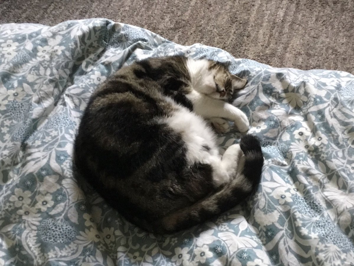 Dollythercat's tweet image. Good meowning, my lovely Feline Furriends. I am enjoying the cooler temperatures and am planning to conduct today’s #Hedegwatch from the duvet, in the first instance 😹Wishing you All a Happy, Kind, Peaceful Day #CatsOfTwitter #CatsOfX #tuesdayvibe