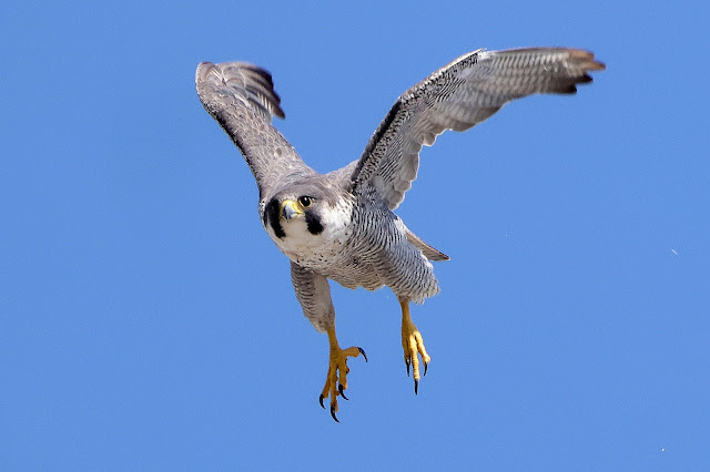 NEW BLOG: A Couple of Hours with the Peregrine Falcons at St Albans Cathedral. To view click on seymourbirdies.blogspot.co.uk