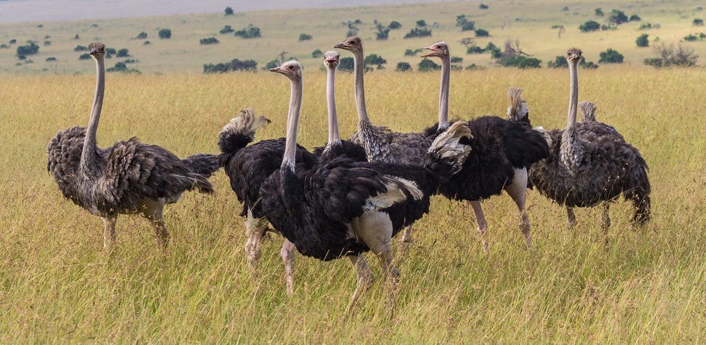nyanasafaris's tweet image. 🏞️ Pian Upe Reserve Expedition
3 Days | Game Viewing + Cultural Encounters
Uganda’s undiscovered safari frontier!
📞 Plan your safari: +256 702 674 064
#ExploreUganda