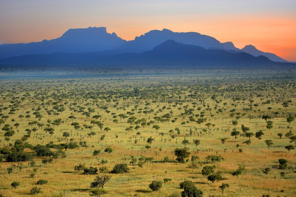 nyanasafaris's tweet image. 🏞️ Pian Upe Reserve Expedition
3 Days | Game Viewing + Cultural Encounters
Uganda’s undiscovered safari frontier!
📞 Plan your safari: +256 702 674 064
#ExploreUganda