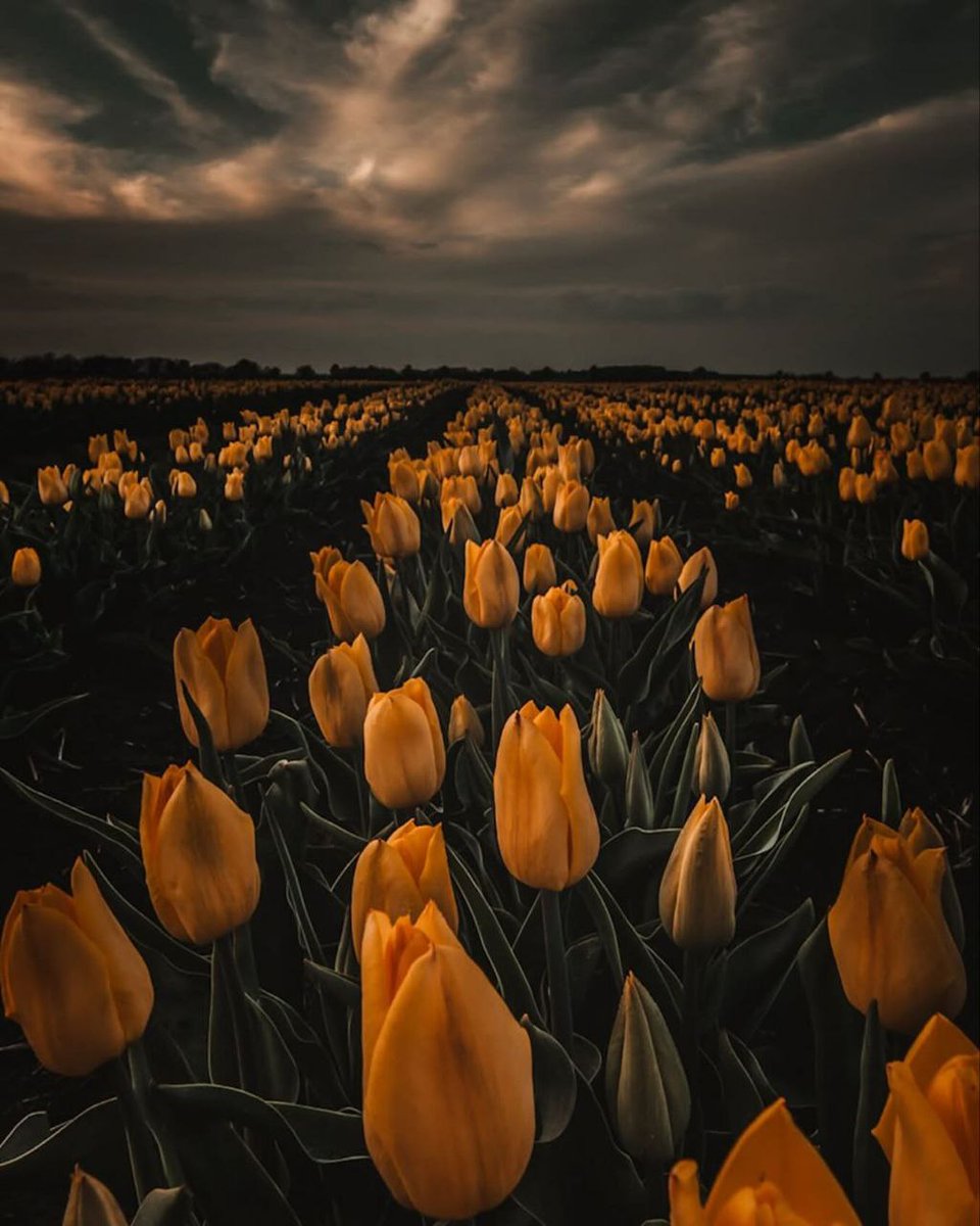 Baron11photo's tweet image. Gm everyone
Happy #TEZOSTUESDAY
Check out my photography on @objktcom
Mystic Horizon
8/8 , 8.50 tezos
Neon glow
7/8 , 8.50 tezos
Whispering Petals
7/8 , 8 tezos
The Gentle Watchers
5/8 , 8 tezos
#photography #NaturePhotography #landscapephotography #wildlifephotography