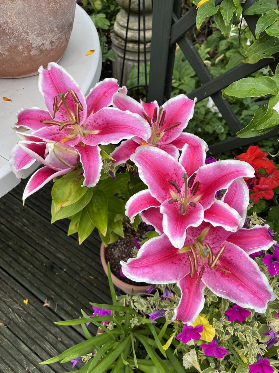 Milhart66Ken's tweet image. Good morning everyone. It’s a dull, wet one here presently but I’m not complaining as it’s giving me a further break from watering the garden. Whatever you’re up to today, enjoy. Pics are some of my lilies. #gardening #gardeninglife #lilies