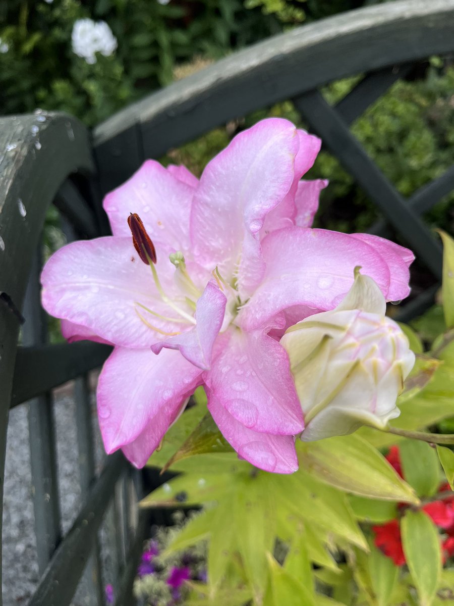 Milhart66Ken's tweet image. Good morning everyone. It’s a dull, wet one here presently but I’m not complaining as it’s giving me a further break from watering the garden. Whatever you’re up to today, enjoy. Pics are some of my lilies. #gardening #gardeninglife #lilies