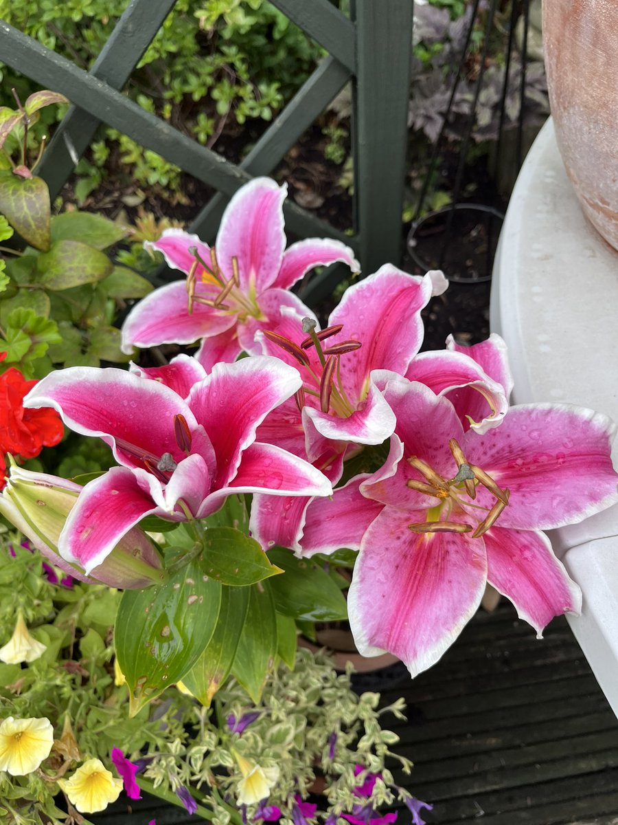 Milhart66Ken's tweet image. Good morning everyone. It’s a dull, wet one here presently but I’m not complaining as it’s giving me a further break from watering the garden. Whatever you’re up to today, enjoy. Pics are some of my lilies. #gardening #gardeninglife #lilies