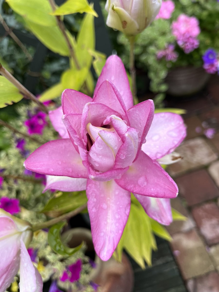 Milhart66Ken's tweet image. Good morning everyone. It’s a dull, wet one here presently but I’m not complaining as it’s giving me a further break from watering the garden. Whatever you’re up to today, enjoy. Pics are some of my lilies. #gardening #gardeninglife #lilies