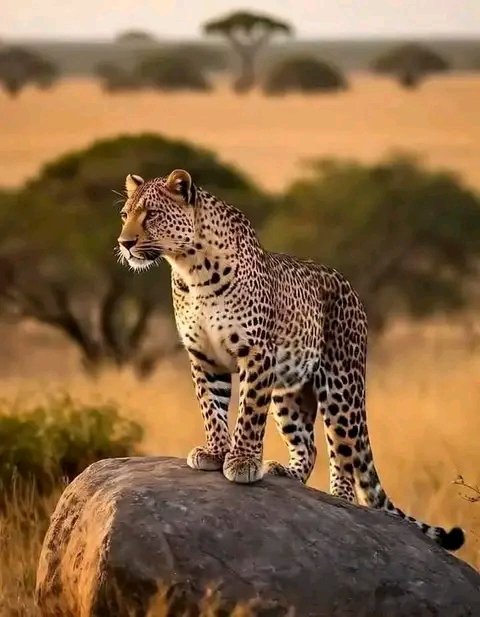 The sun rises for those brave enough to stand above the rest because in a world that tames, you have to be the wild that leads. 
#WILDandFREE
#NaturePower