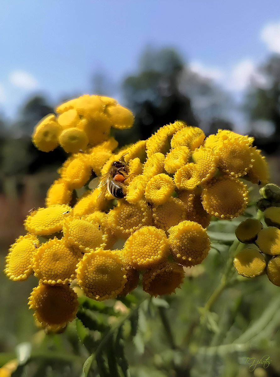 In this photo, a bee is feasting on the Common Tansy or Common Tansy (Tanacetum vulgare), it is an aromatic and fragrant wild plant. 
Photo taken in the department of the territory of Belfort (90)Danjoutin, France 2025 📸