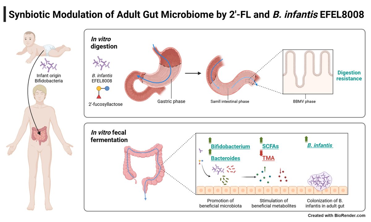 MicroResRep's tweet image. 🌱 New in #MicrobiomeResearch Reports:
"Synbiotic modulation of adult gut microbiome by 2′-fucosyllactose and Bifidobacterium longum subsp. infantis EFEL8008"
🔗 Corresponding author: Nam Soo Han
oaepublish.com/articles/mrr.2…
#Synbiotics #GutHealth #MRR #Bifidobacterium