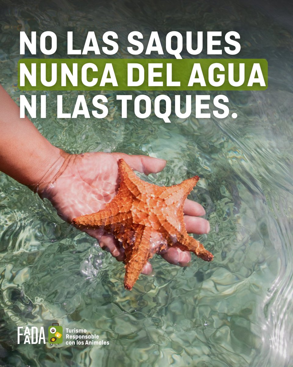 FAADAorg's tweet image. 💭🪸 ¿Sabías que tras 10 segundos fuera del agua las estrellas de mar se asfixian y mueren? Por eso, ¡no las saques del agua ni las toques!
Descubre más en la web de nuestra campaña Turismo Responsable con los Animales: 🔗 turismo-responsable.com