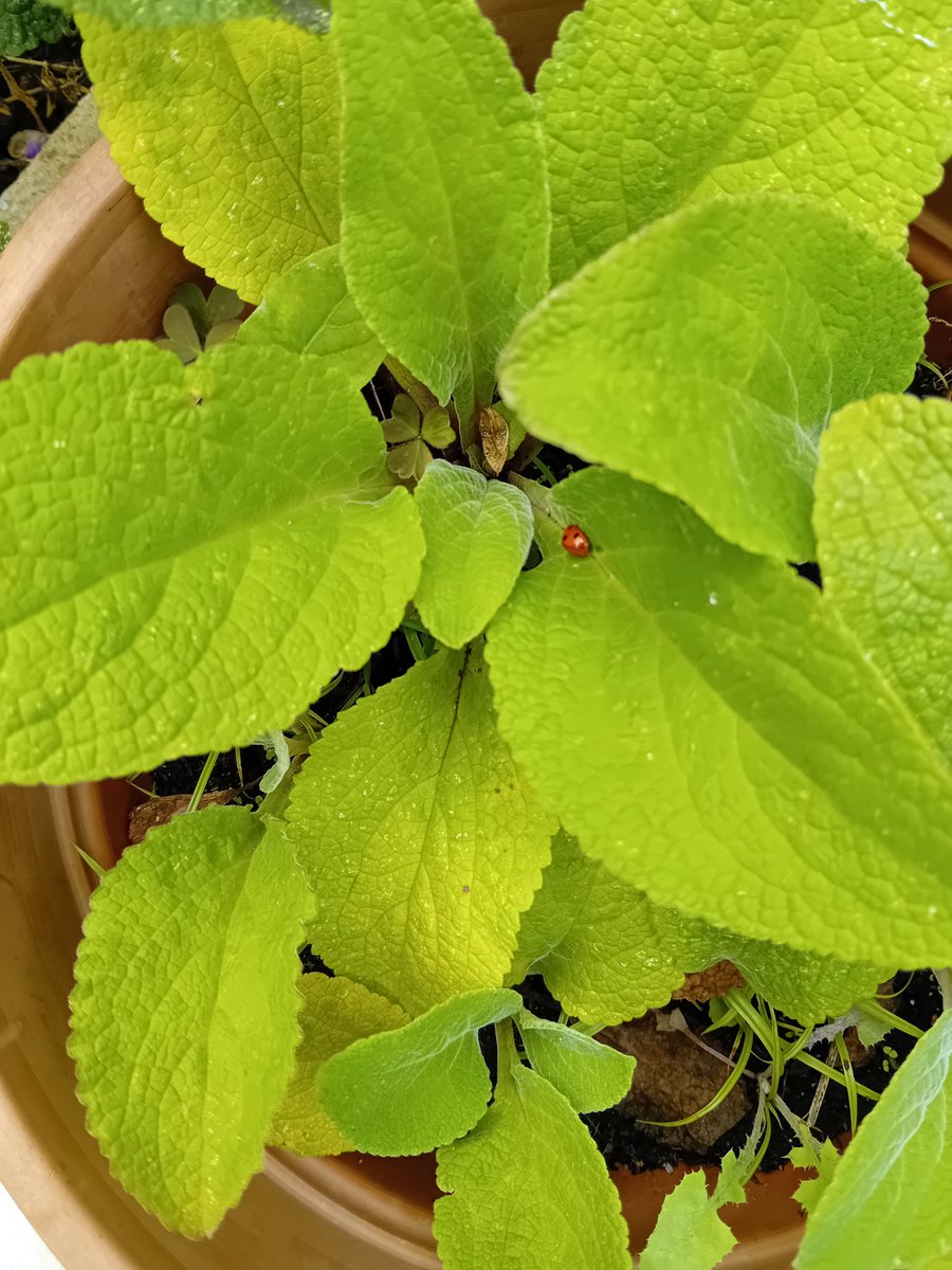 davidmorgan100's tweet image. A ladybird sheltering among a pot of next year's foxgloves #thankgoodnessforgardens