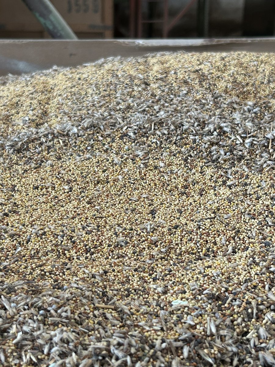 peteraposjme's tweet image. Jetel nachový ve sklizňové kvalitě.