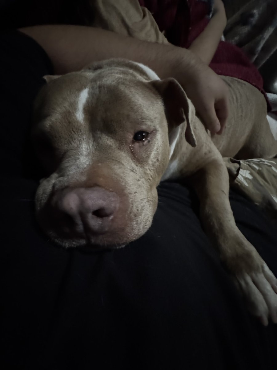 Senrab_Official's tweet photo. @TH3SILLLI3ST Might be late but hers a photo of my dog laying on me https://t.co/M9IlmLsSEF