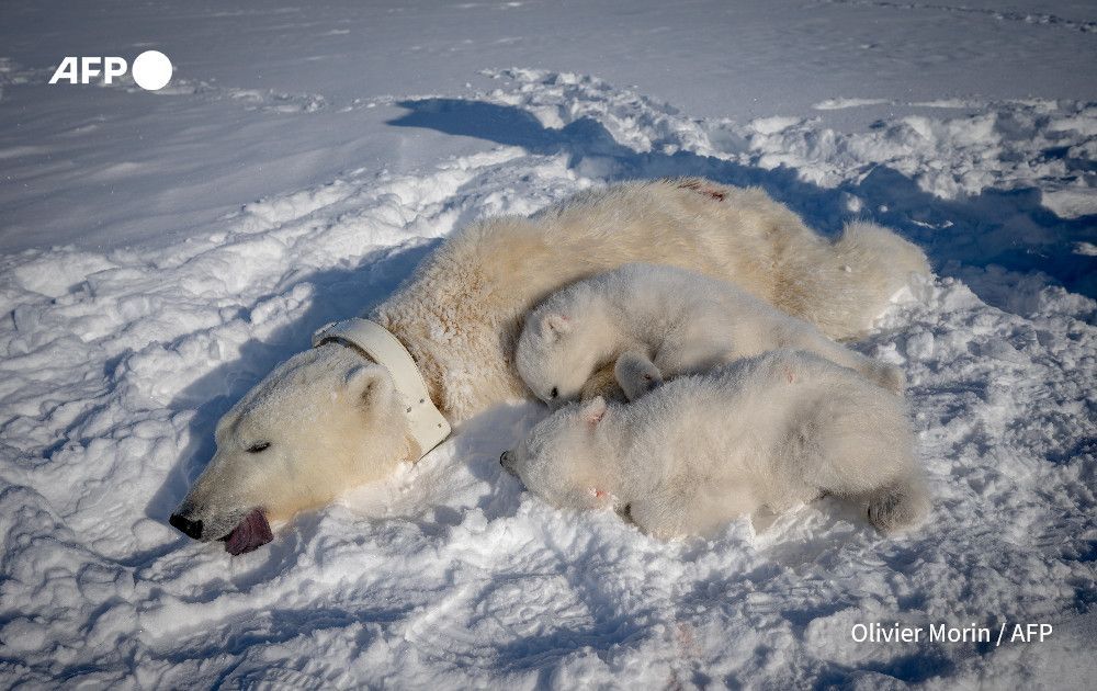 AFP's tweet image. It's a risky business trying to take a blood sample from a polar bear -- one of the most dangerous predators on the planet.
An AFP photographer followed scientists in Norway as they experimented with new methods to monitor the world's largest land carnivore…