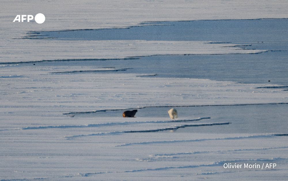 AFP's tweet image. It's a risky business trying to take a blood sample from a polar bear -- one of the most dangerous predators on the planet.
An AFP photographer followed scientists in Norway as they experimented with new methods to monitor the world's largest land carnivore…