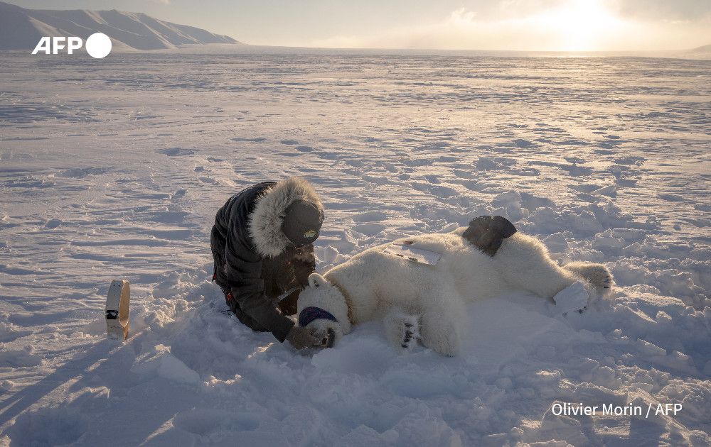 AFP's tweet image. It's a risky business trying to take a blood sample from a polar bear -- one of the most dangerous predators on the planet.
An AFP photographer followed scientists in Norway as they experimented with new methods to monitor the world's largest land carnivore…