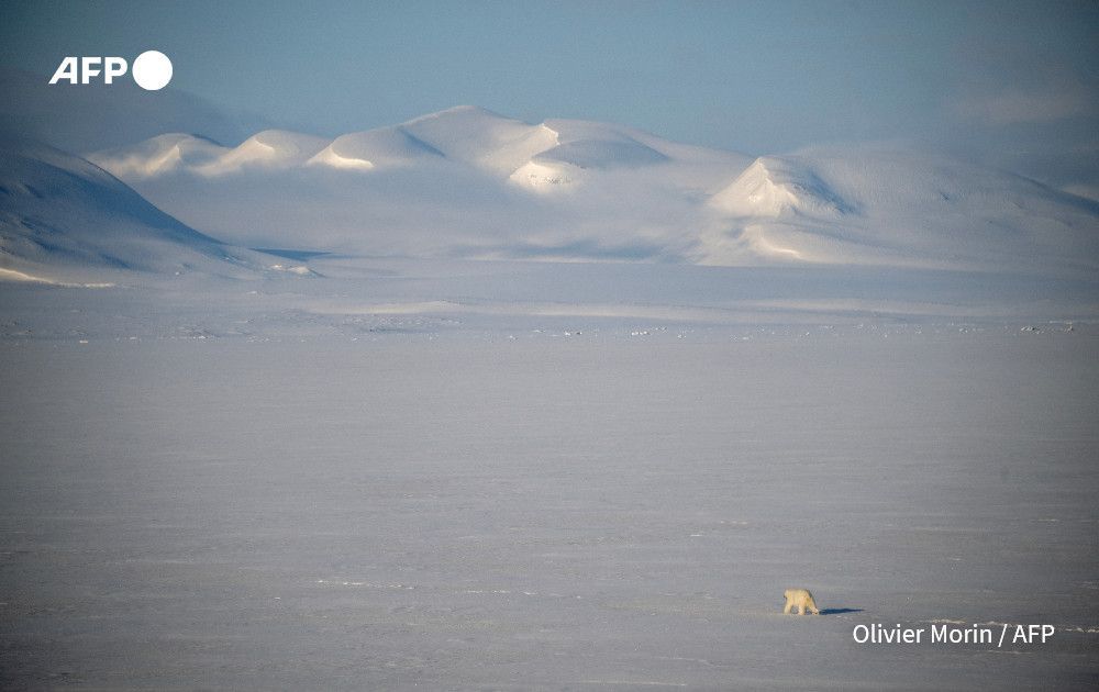 AFP's tweet image. It's a risky business trying to take a blood sample from a polar bear -- one of the most dangerous predators on the planet.
An AFP photographer followed scientists in Norway as they experimented with new methods to monitor the world's largest land carnivore…