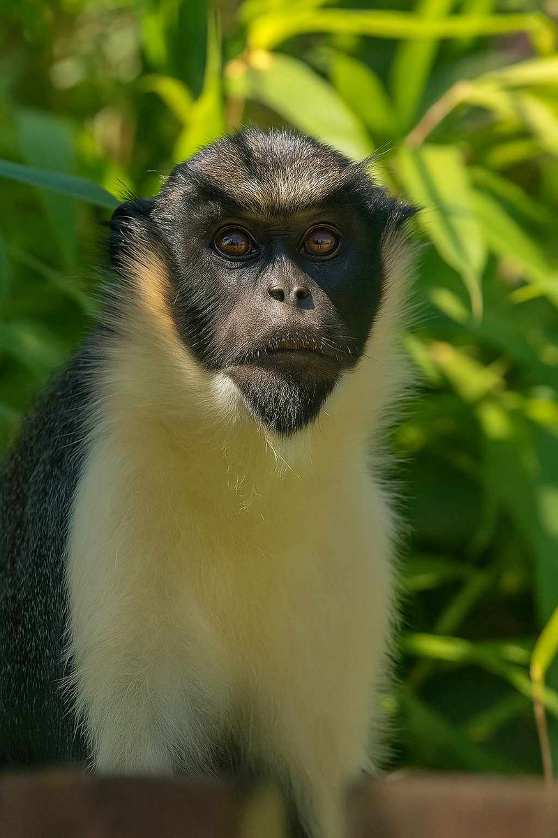 MonkeyIOW's tweet image. Meet Taabo, our stunning male Diana monkey! 🐒
#DYK? Diana monkeys are expert communicators. They use different alarm calls for different predators and can even understand the alarm calls of other species. 😮
Book tickets⤵️ monkeyhaven.digitickets.co.uk/tickets
#dianamonkey #isleofwight 💕