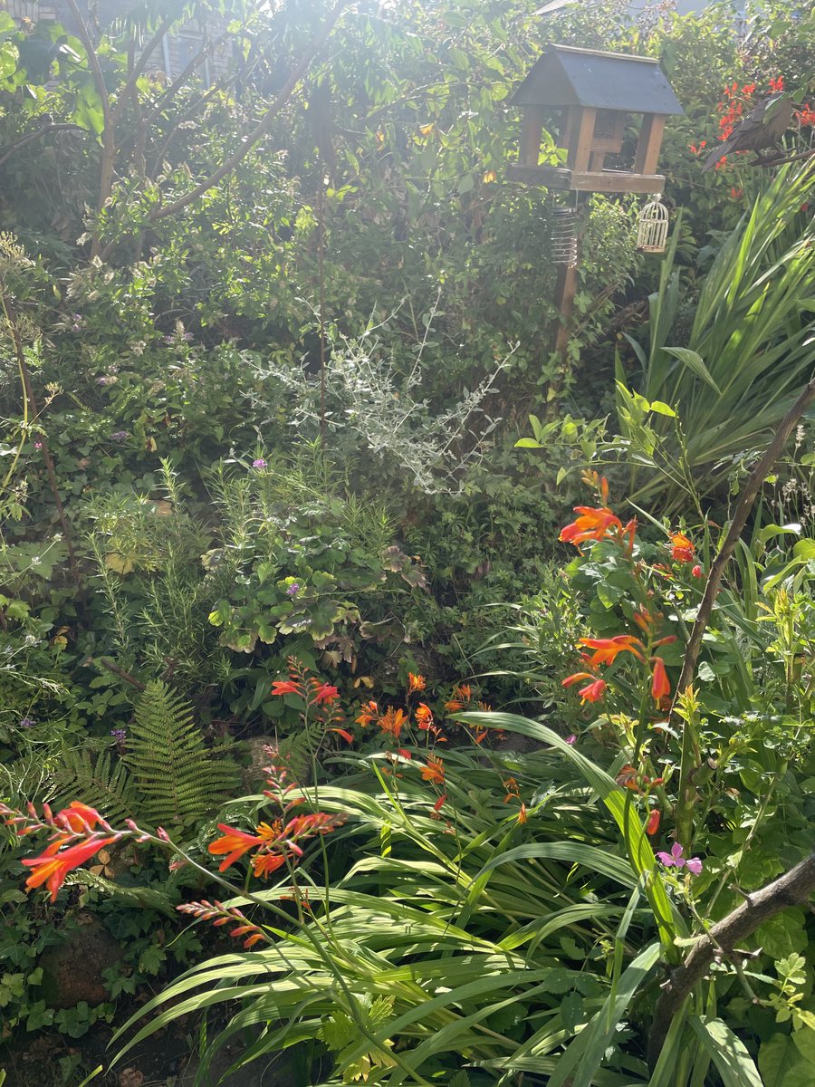 helen21206699's tweet image. Good morning from lovely #sunshine in my little #cottage #garden