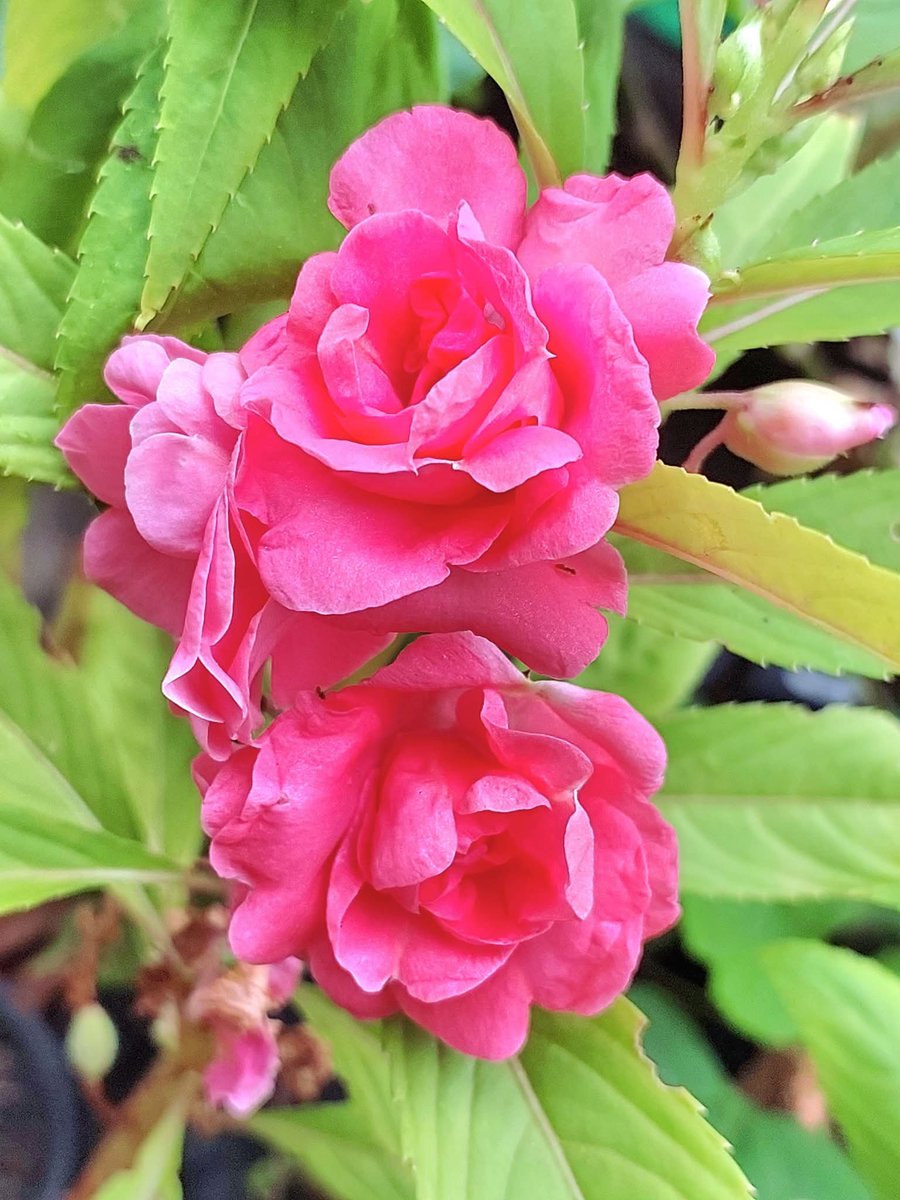 74ceff6b903445b's tweet image. Hello dear friends 🙏😄 
Have a beautiful Tuesday 🌸