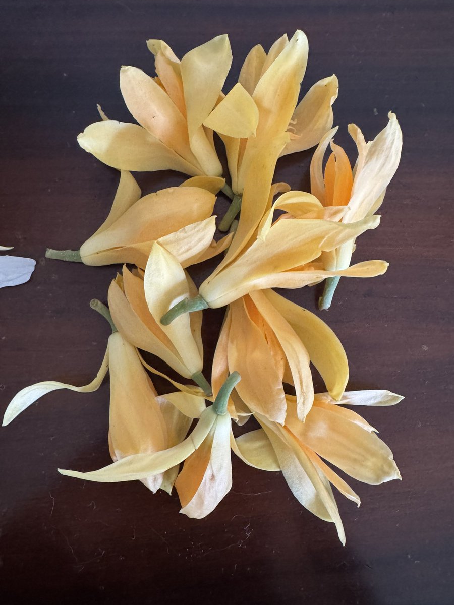 ShefVaidya's tweet image. Best part of the monsoon season, home grown fragrant flowers, sonchapha or magnolia champaka and sontakka or white ginger lily. Both have a divine fragrance! #homegrown #GardeningTwitter #flowersofindia