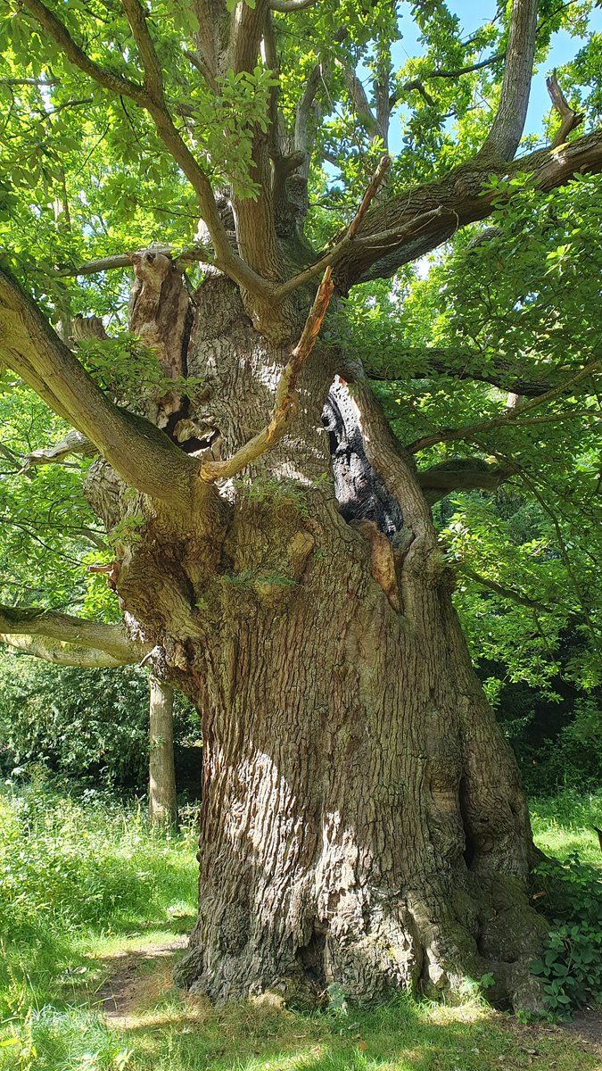 LouiseWalton78's tweet image. The trees in my knitted scenic cushion covers are inspired from childhood trees, like this one, it would have been hard knitted a tree with a hole in it 😅 But i did have fun climbing in this tree when i was younger ❤️ #thicktrunktuesday