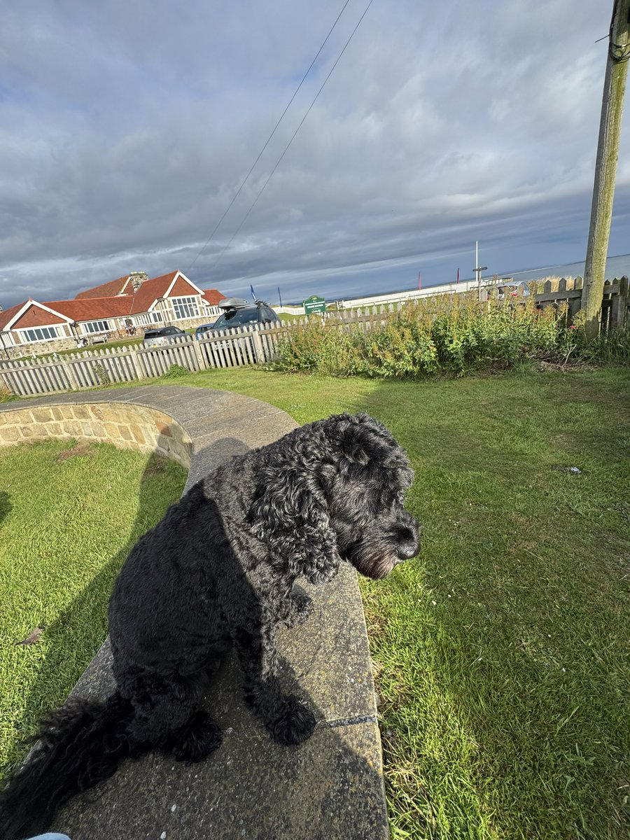 Vera_pooch's tweet image. We are on our holibobs 😎🥰
#Vera🐶
#DogsOnX
#TwinsiesOnTwitter
#Northumberland