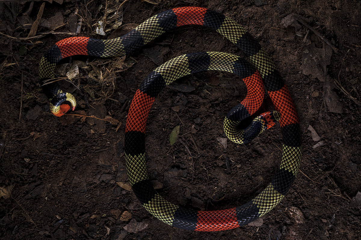 🐍 «Red and black, venom lacks, red and yellow, kill the fellow». This rhyme is common in Latin American folklore and is used to quickly and easily determine whether a snake belongs to the genus Micrurus (coral snakes).

✍️ &amp; 📷 by Roberto García-Roa
metode.org/issues/seccion…