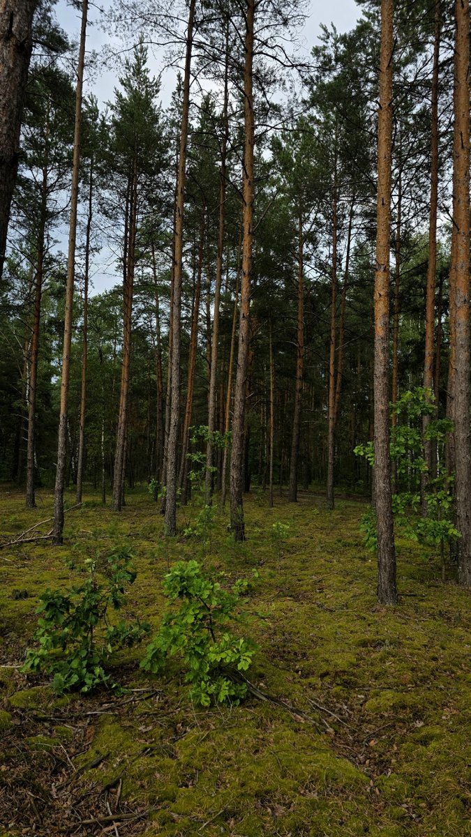 Forest after rain 🌦️